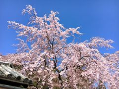 -醍醐寺