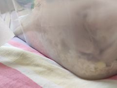 -中环花鸟鱼虫市场