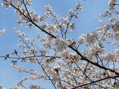 -高东镇樱花园