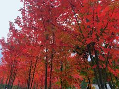 -硗碛藏寨·神木垒景区