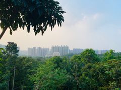 -中山市树木园