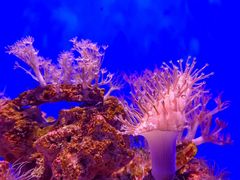 -青岛海底世界-水族馆
