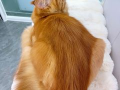 -爱洗澡的猫(望京店)