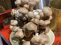 香菇-蜀大侠火锅(四川北路店)