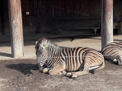 -上海野生动物园