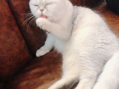 -猫小院猫主题餐厅(三里屯店)