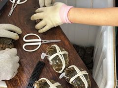-阳澄湖大闸蟹·琼灵阁牌品牌连锁(吴中总店)