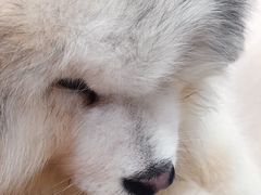 -汪说·狗咖(旺城大厦店)