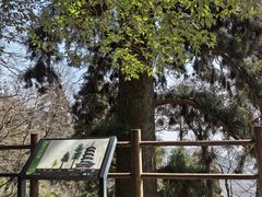 -天目山大树王景区