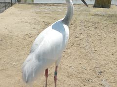 -盐城丹顶鹤湿地生态旅游区