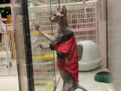 -藏猫猫咖啡主题馆(中央大道店)