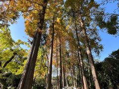 -老桂湖公园-杨升庵博物馆