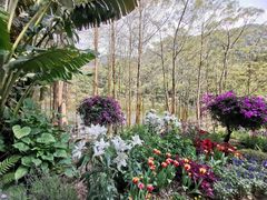 -深圳仙湖植物园