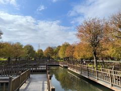 -五缘湾湿地公园