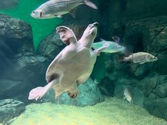 -上海海洋水族馆
