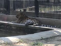 -石家庄市动物园