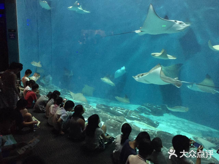 上海海洋水族館圖片