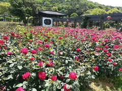 -龙寺生态园