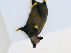 -胶囊画廊