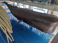 -上海海洋大学鱼文化博物馆(军工路校区)