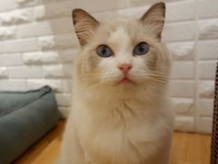 -momokira米努特·德文卷毛猫·棉花面纱犬