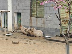 -合肥野生动物园
