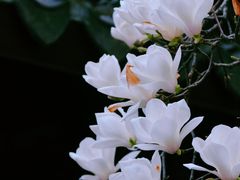 -龙华寺