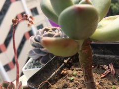-苏州环秀晓筑养生度假村