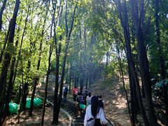 -火炉山森林公园