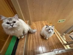 -MOCHA明星猫咖(田子坊店)