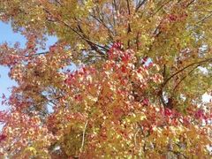 -白鹭湾湿地公园