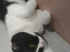 -猫儿山۰猫主题餐厅