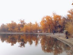 -金塔沙漠胡杨林景区