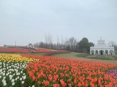 -杭州湾海上花田景区
