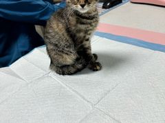 -嘉馨宠物医院·CT影像转诊·心脏科·犬猫全科诊疗中心(下沙大学城院区)