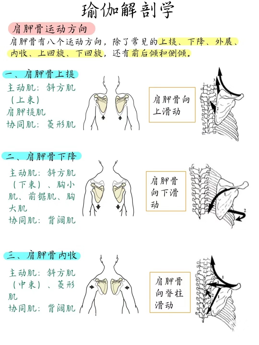 肩甲下角图片