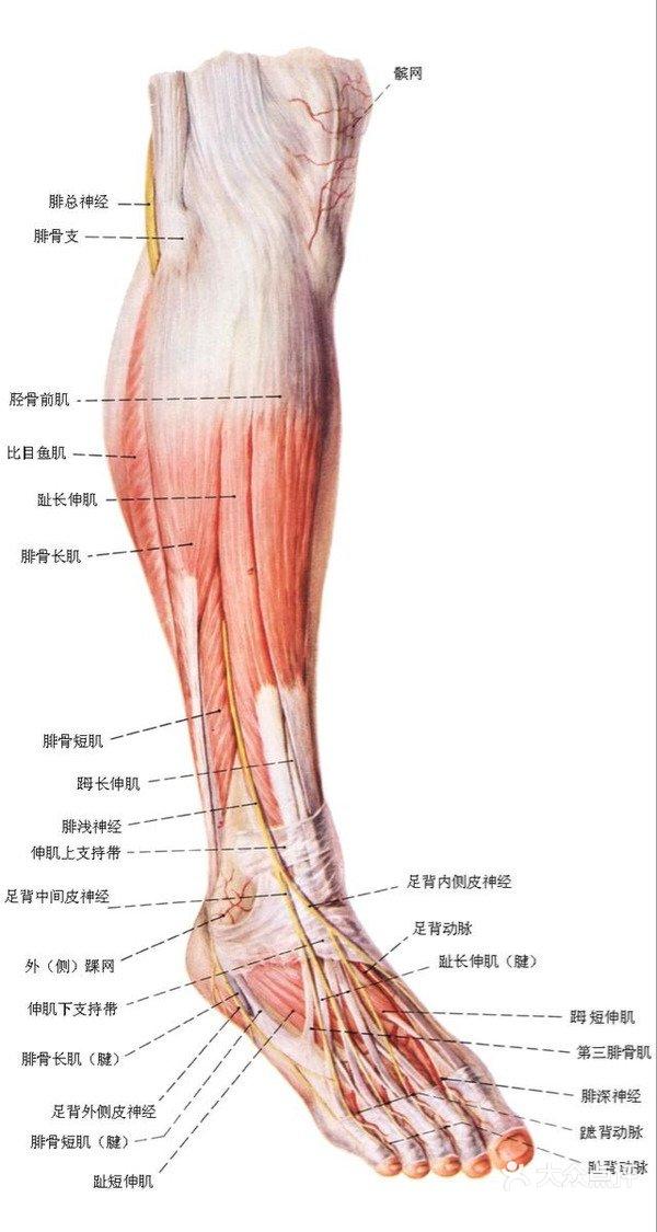 第三腓骨肌图片