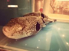 -红叶日料·放题·海胆·定食(星海店)