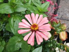-蘇河湾·新鲁菜·泰山宴(泰山店)