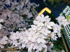 -西北湖绿化广场