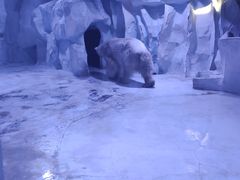 -芜湖新华联大白鲸海洋公园