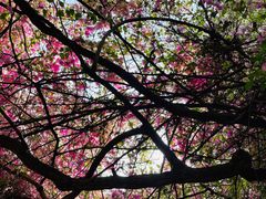 -深圳国际园林花卉博览园