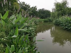 -鹅湖玫瑰文化园