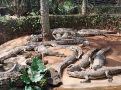 -海南热带野生动植物园