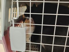 -瑞派·关忠动物医院·猫专科·犬专科(三环新城店)