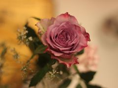 -杭州街角花屋花店(闻堰店)