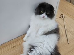 -李小姐の猫咖啡馆(五角场店)