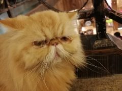 -more than meow吴止猫主题餐厅(承德 中船汇店)