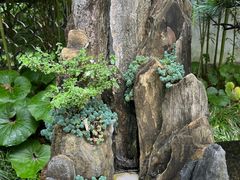 -上海醉白池公园