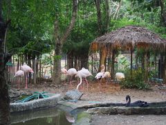 -清迈夜间动物园